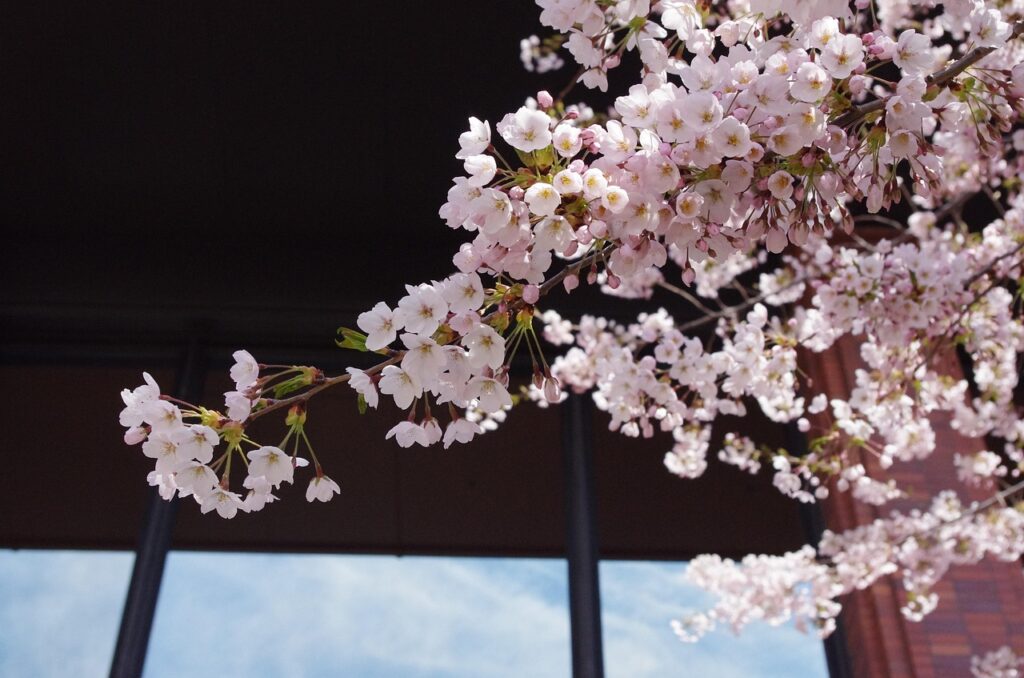 札幌での鼻整形におすすめのクリニックはどこですか？