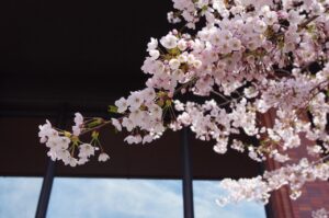 札幌での鼻整形におすすめのクリニックはどこですか？