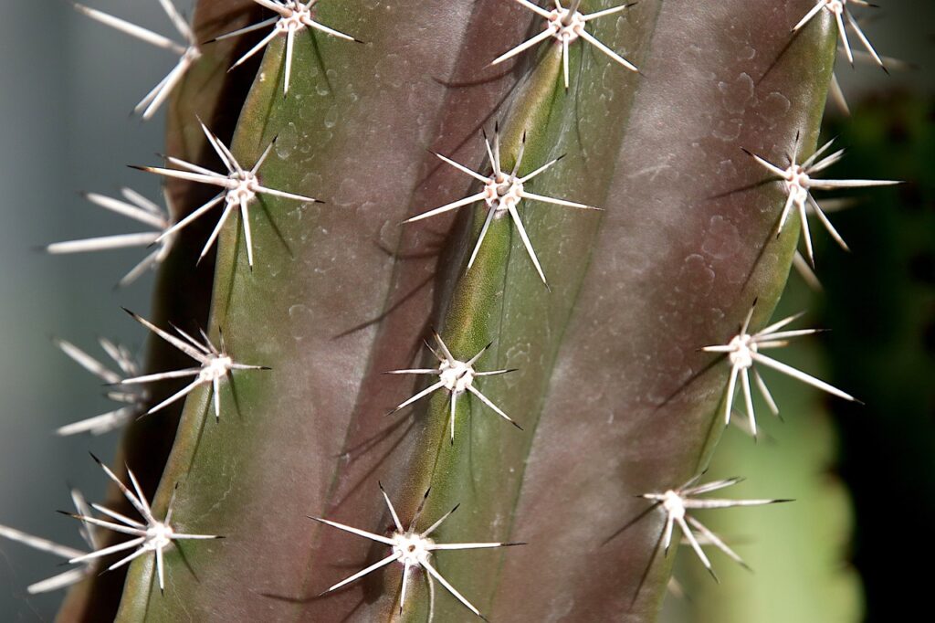エラボトックスの効果はいつから実感できるのか？