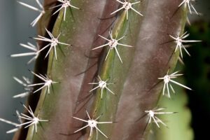 エラボトックスの効果はいつから実感できるのか？