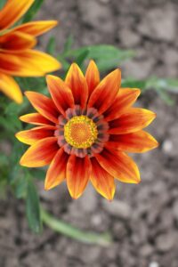 ボトックスの効果はいつまで持続するのか？