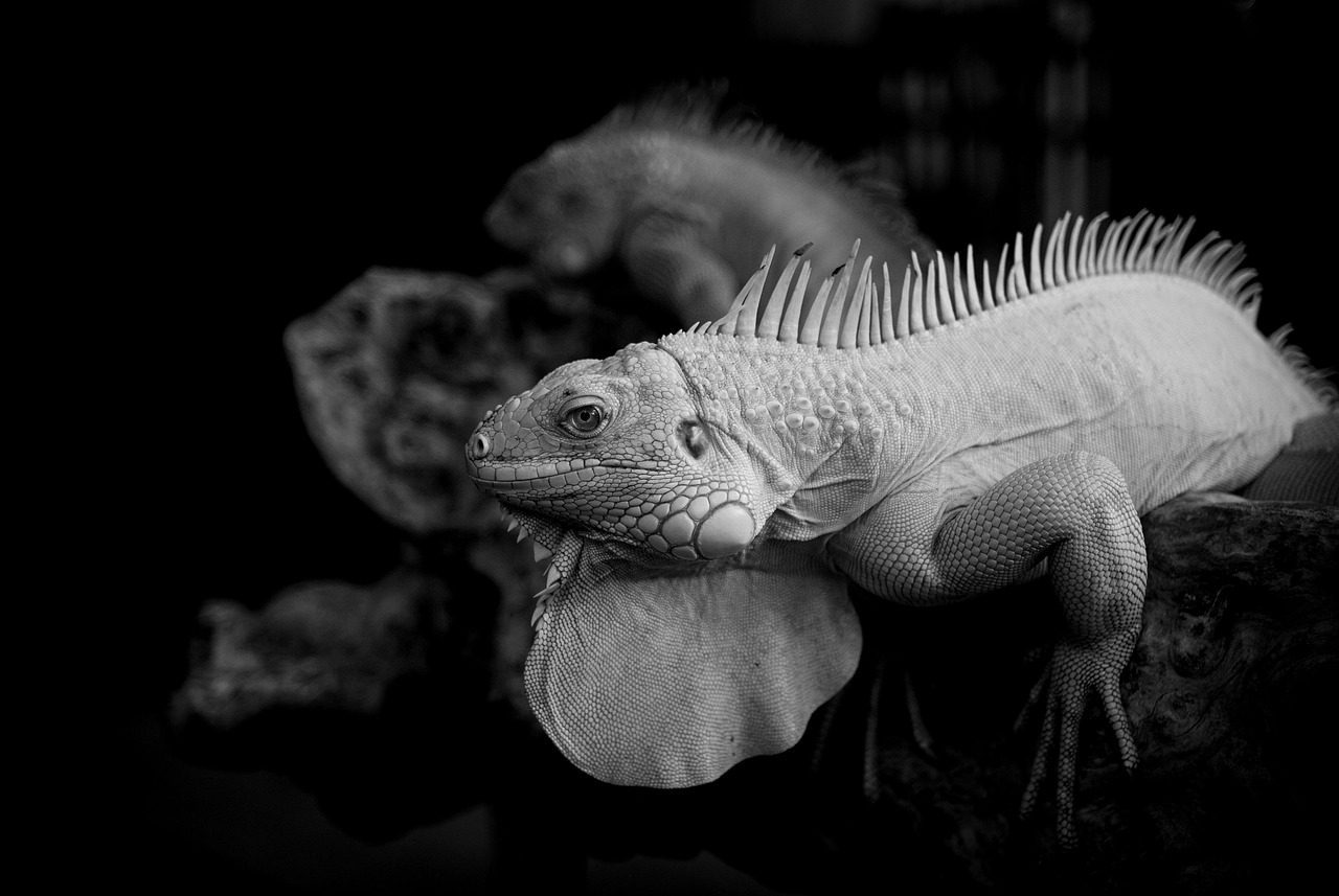 鼻整形の症例写真を見て自分に合った施術を選ぶには？