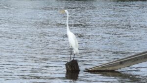 エラボトックスの効果はいつまで持続するのか？