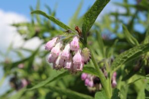 ニキビに効果的な外用薬はどれがおすすめ？