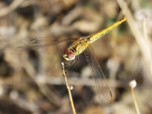 美容整形の体験談は本当に参考になる？