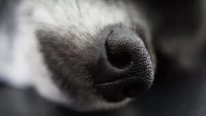 鼻整形の隆鼻術にはどんな種類があるの？